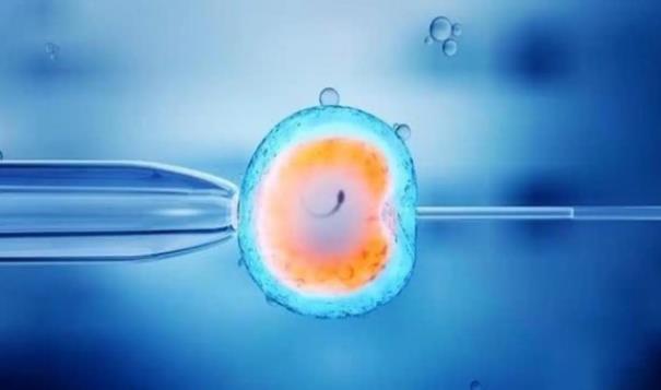 试管移植4级胚胎能成功吗，取决于胚胎的质量好不好